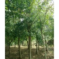 大量长期供应各种规格丛生或单杆五角枫