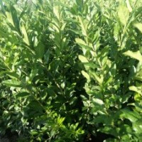 大量水蜡供应销售！