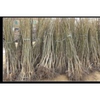 保定地区出售核桃苗