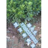 浏阳低价杜鹃小苗、杜鹃小苗低价批发