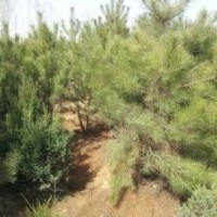 沙地柏爬地柏出售陕西沙地柏爬地柏出售陕西榆林沙地柏爬地柏出售