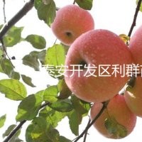 苹果苗价格 2015苹果树苗