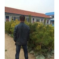 出售美人松0.2M—1.8M均有大量苗源。红豆杉、红景天