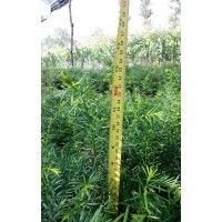 出售自种苗木：五味子苗，红豆杉苗、核桃苗，云杉苗，等苗木。