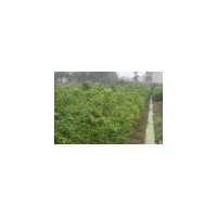 一年无患子小苗批发商|||