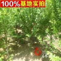 绿梅基地大量供应销售绿梅量大从优