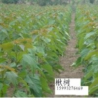 提供楸树苗采购