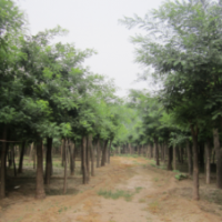 供应国槐，黄金槐，白蜡，法桐.皂角，绒花