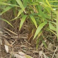 云南昆明毛竹苗-楠竹苗最新价1元棵(图)