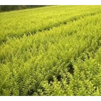 红叶小檗,金叶女贞，绣线菊，大叶黄杨