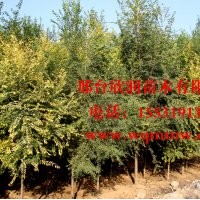 欣润苗木大量供应白榆 2公分 4公分 6公分 8公分 10公分