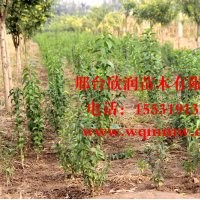 欣润苗木大量供应丝棉木 1.5米