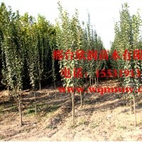 欣润苗木大量供应西府海棠