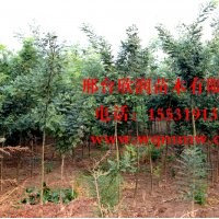 河北邢台欣润苗木大量供应国槐 12公分