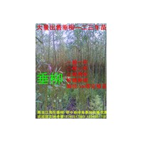 垂柳树穗一根一杆二根一杆三根两杆苗18745517183