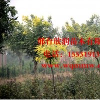 河北邢台欣润苗木大量供应龙爪槐胸径 5公分