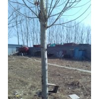 河北邢台欣润苗木大量供应法桐 20公分