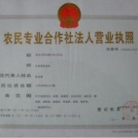 杜梨苗 1年生杜梨苗 杜梨种子批发