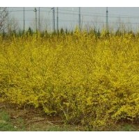 连翘种籽 连翘成树种籽 连翘成树