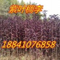 大叶紫叶稠李苗/吉林紫叶稠李苗