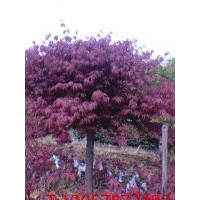 长期供应红枫，樱花，玉兰等苗木