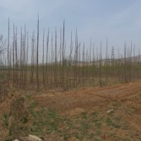 大量出售 梧桐树 桃树 海棠树