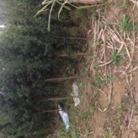 3到5公分罗汉松