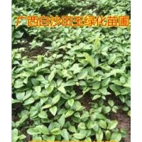 广西香樟苗50-150公分