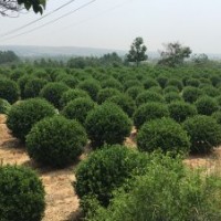 山东招远万亩大叶黄杨球苗（冬青）基地