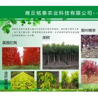 大量供应紫叶稠李、金叶复叶槭、栾树、红枫等