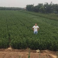 山东招远大叶黄杨价格