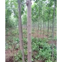 出售苗木国槐5一8公分,白腊4一8公分,法桐7一10公分