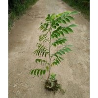 正宗海南黄花梨 黄花梨树苗