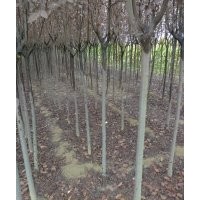 自产自销白皮松,红叶李