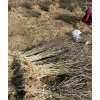 大红袍花椒苗狮子头速生杨树苗桃树苗泡桐低价供应