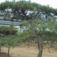 山东绿化苗木供应大批量泰山松、油松、白皮松、樱花、龙柏、马褂