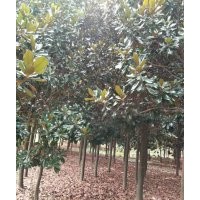 大量长期供应各种规格广玉兰