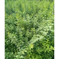 出售大量两年生连翘，价格面议