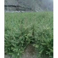 出售云杉,油松,侧柏各种树苗