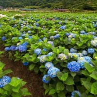30公分高八仙花的报价