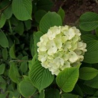 八仙花基地八仙花的价格及现场照片