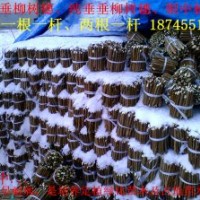 大量出售垂柳插穗树苗