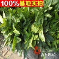 洒金珊瑚小苗销售 量大优惠 现货