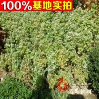 优质珍珠梅 价格合适 树形优美