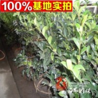 批发 茶梅 茶梅球 茶梅小苗