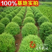 供应水腊球，水蜡苗，球类植物