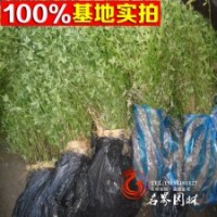 基地直销优质灌木 【黄馨】云南黄馨