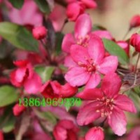 临沂皇家雨点，山东皇家雨点海棠接穗，白兰地海棠