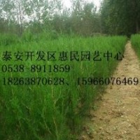 山东泰安侧柏小苗批发价格