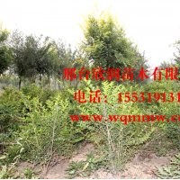 欣润苗木大量供应金叶女贞 2米